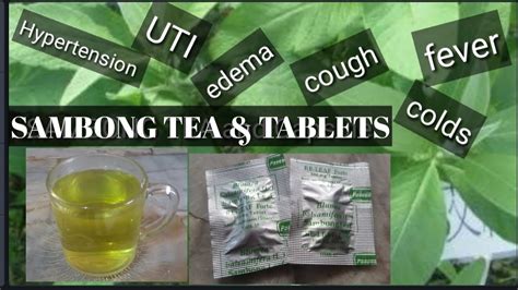 sambong tablet benefits|Sambong: An Age.